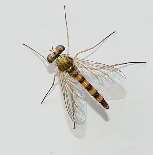 Réf. 303 569 : Sciapus euzonus
